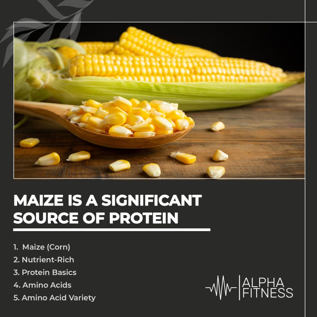 Maize is a significant source of protein