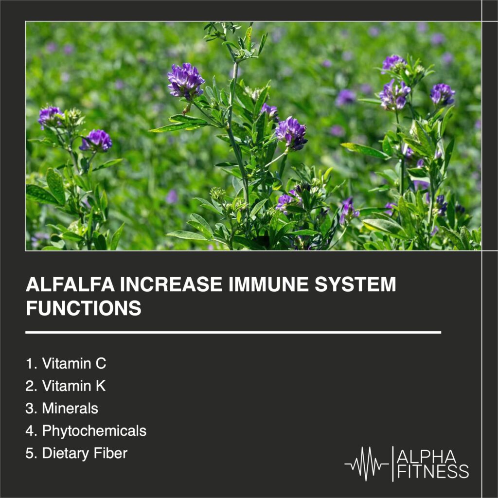 Alfalfa increase immune system functions - alphafitness.health