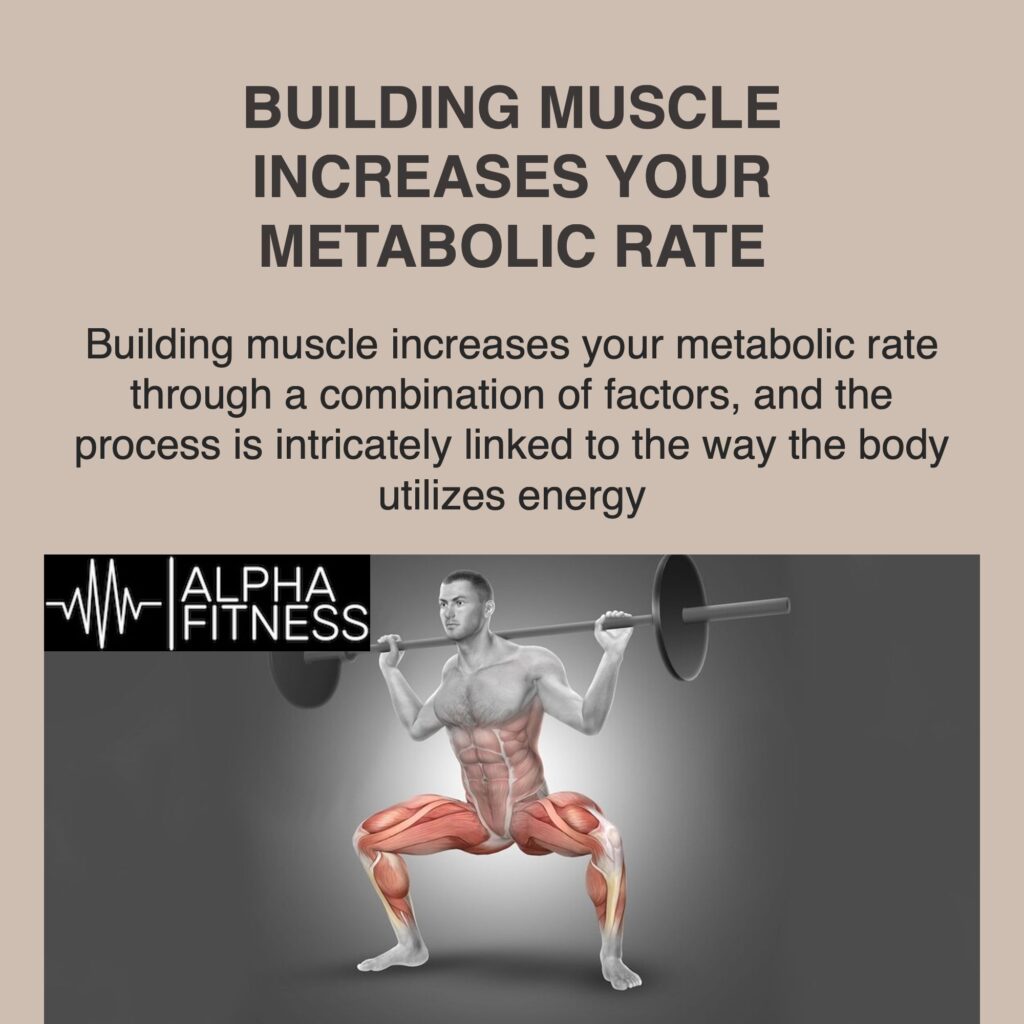 Building muscle increases your metabolic rate - alphafitness.health