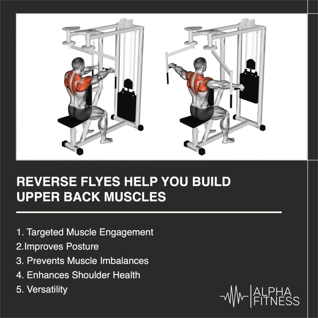 Reverse flyes help you build upper back muscles - alphafitness.health