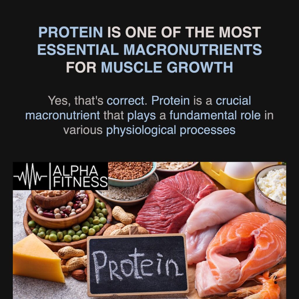 Protein is one of the most essential macronutrients for muscle growth - alphafitness.health